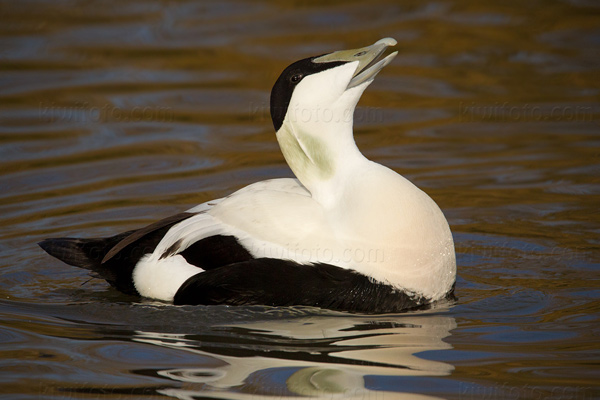 Common Eider Picture @ Kiwifoto.com