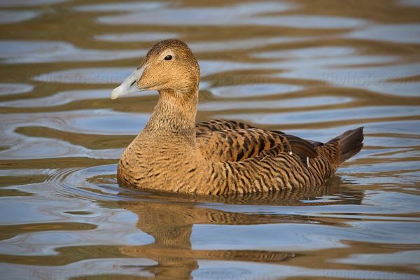 Common Eider Image @ Kiwifoto.com