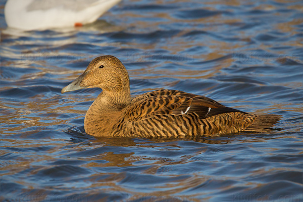 Common Eider Image @ Kiwifoto.com