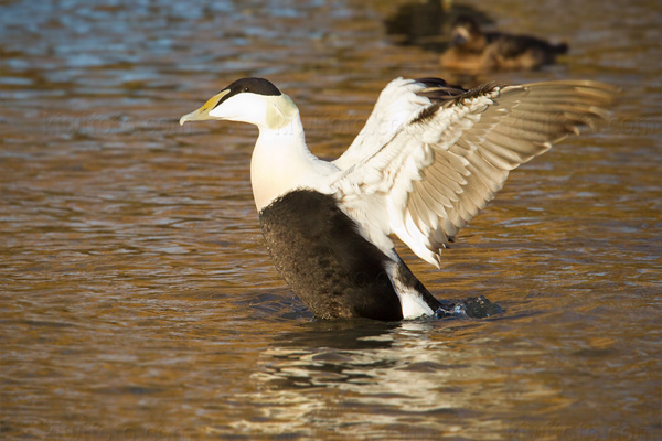 Common Eider Image @ Kiwifoto.com