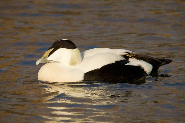 Common Eider Image @ Kiwifoto.com