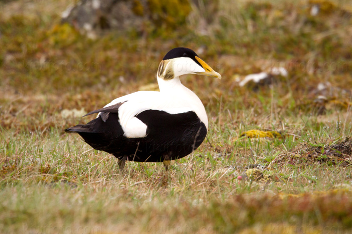 Common Eider Image @ Kiwifoto.com