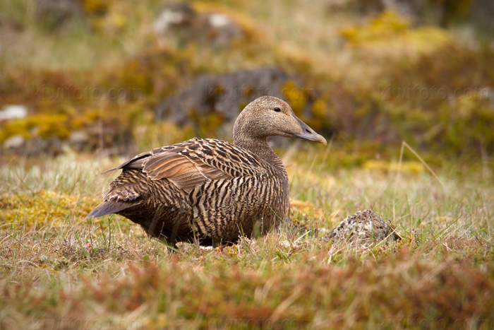 Common Eider Photo @ Kiwifoto.com