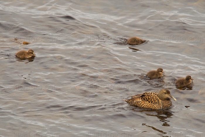 Common Eider Image @ Kiwifoto.com