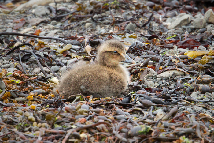 Common Eider Image @ Kiwifoto.com