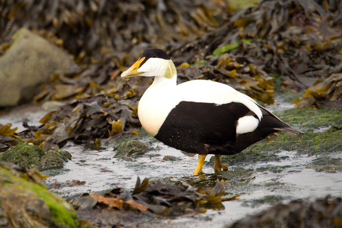 Common Eider Image @ Kiwifoto.com