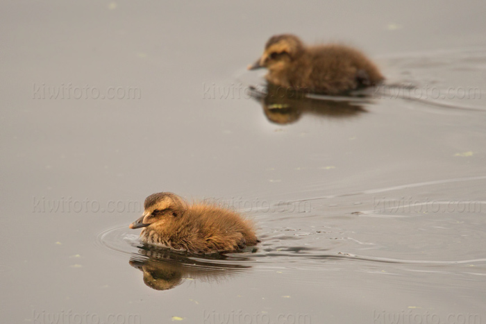 Common Eider Image @ Kiwifoto.com