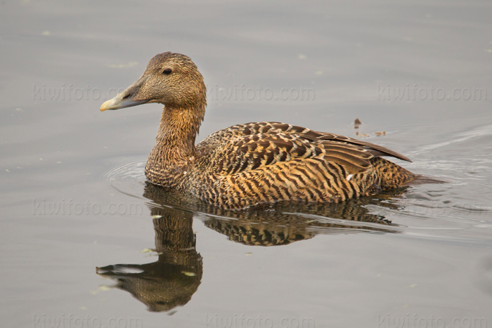 Common Eider Picture @ Kiwifoto.com