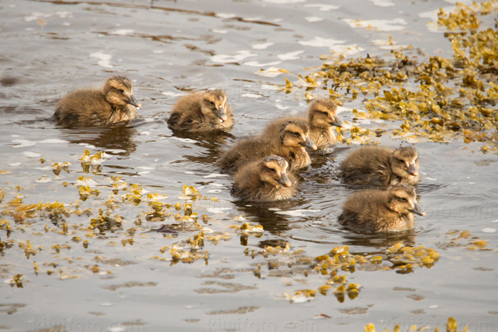 Common Eider Image @ Kiwifoto.com