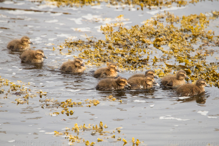 Common Eider Image @ Kiwifoto.com