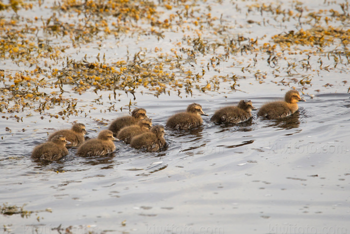 Common Eider Image @ Kiwifoto.com