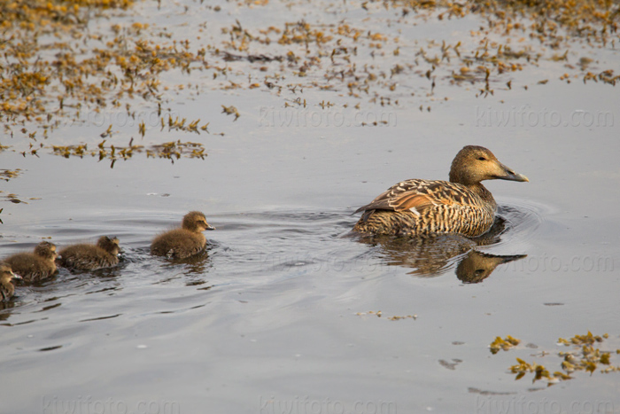 Common Eider Image @ Kiwifoto.com