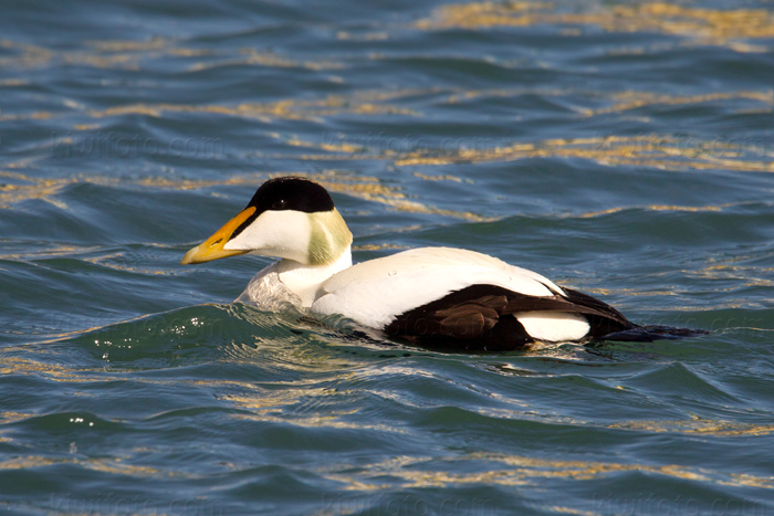 Common Eider Picture @ Kiwifoto.com