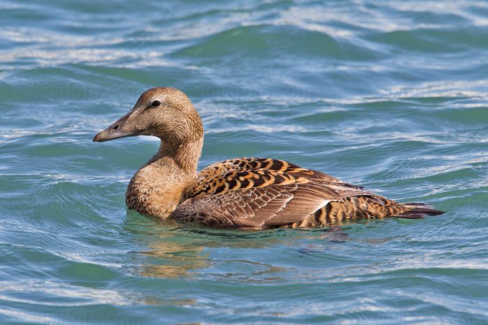 Common Eider Image @ Kiwifoto.com