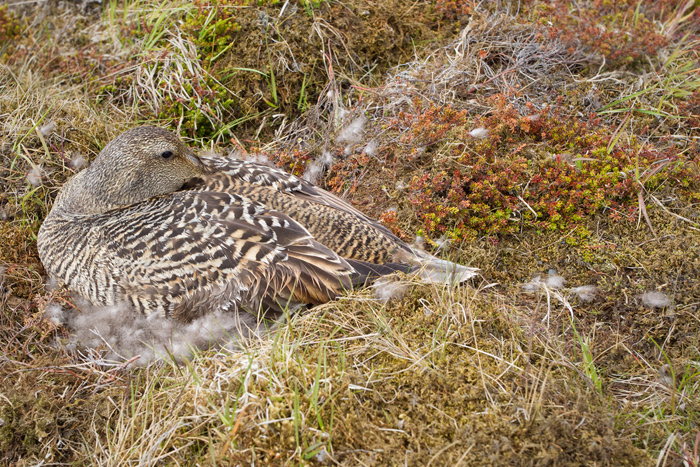 Common Eider Image @ Kiwifoto.com