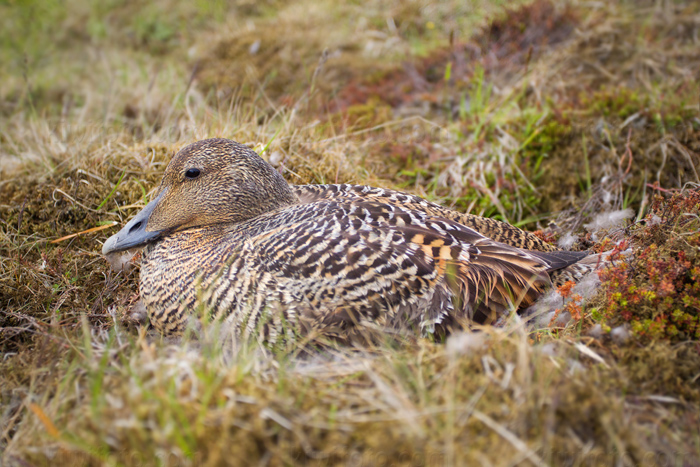 Common Eider Image @ Kiwifoto.com