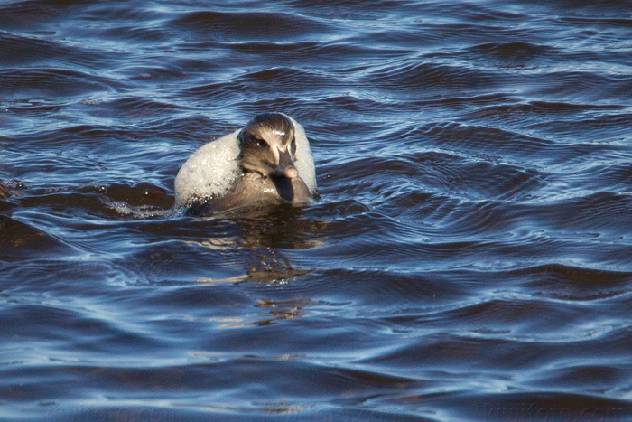 Common Eider Image @ Kiwifoto.com