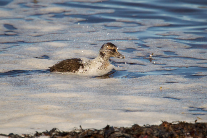 Common Eider Image @ Kiwifoto.com