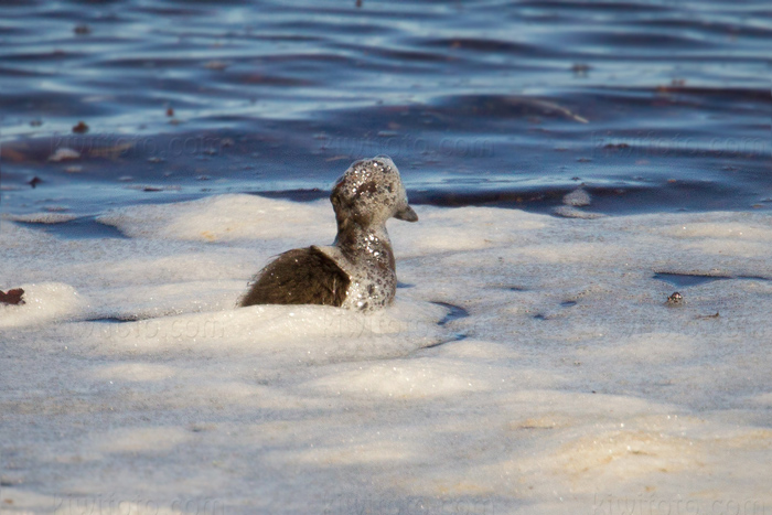 Common Eider Photo @ Kiwifoto.com