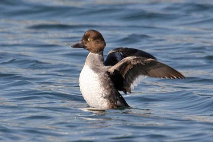 Common Goldeneye Picture @ Kiwifoto.com