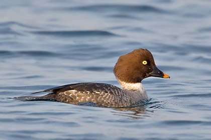 Common Goldeneye (female)