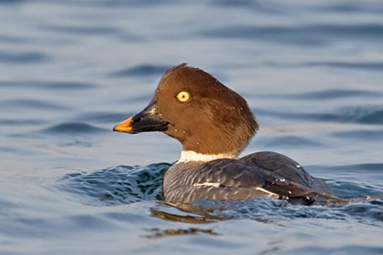 Common Goldeneye (female)