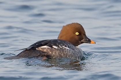 Common Goldeneye (female)