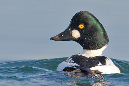 Common Goldeneye Image @ Kiwifoto.com