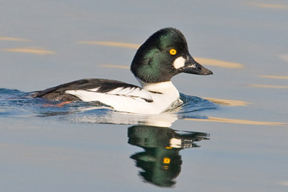 Common Goldeneye