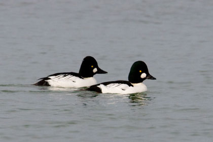 Common Goldeneye Picture @ Kiwifoto.com