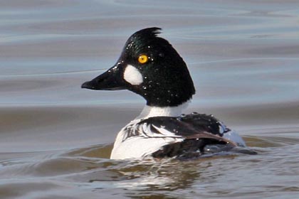 Common Goldeneye Image @ Kiwifoto.com