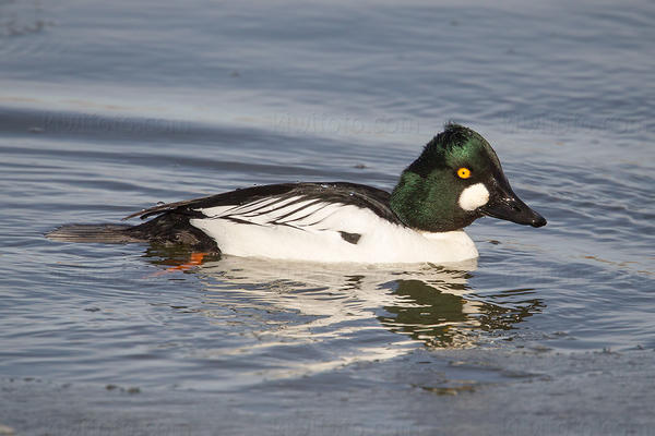 Common Goldeneye Picture @ Kiwifoto.com