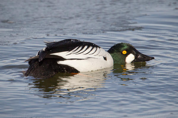 Common Goldeneye Picture @ Kiwifoto.com