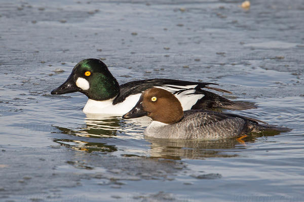 Common Goldeneye Image @ Kiwifoto.com