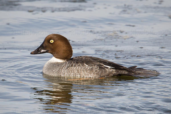 Common Goldeneye (female)