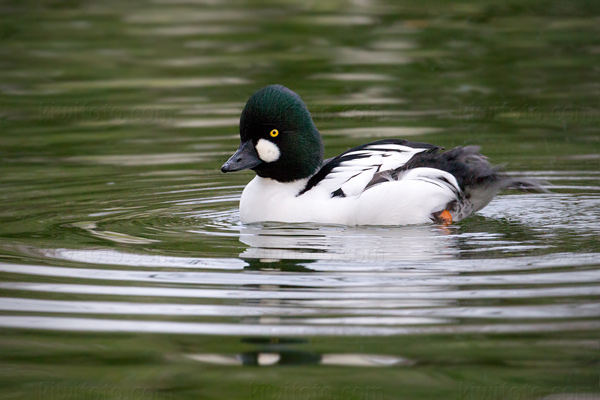 Common Goldeneye Image @ Kiwifoto.com