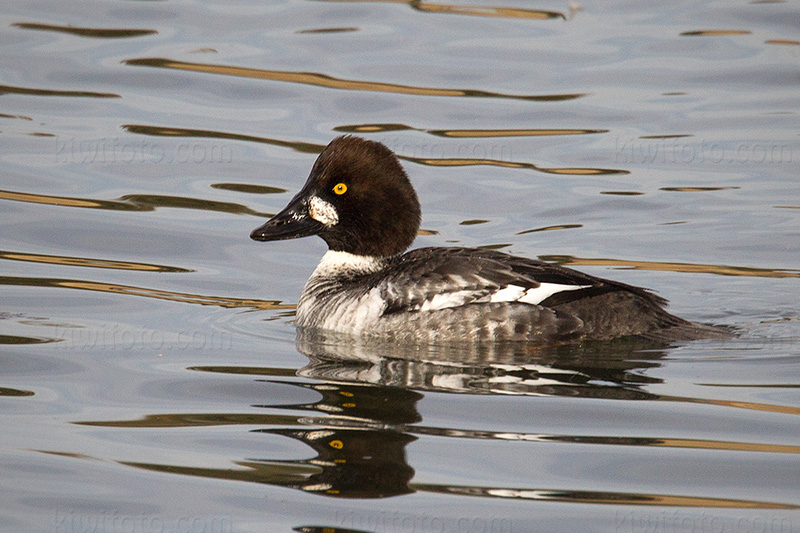 Common Goldeneye Photo @ Kiwifoto.com