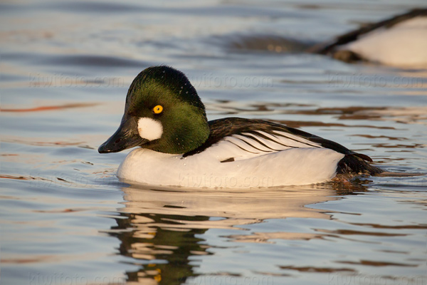 Common Goldeneye Photo @ Kiwifoto.com