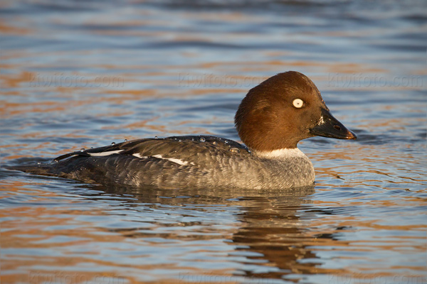 Common Goldeneye Photo @ Kiwifoto.com