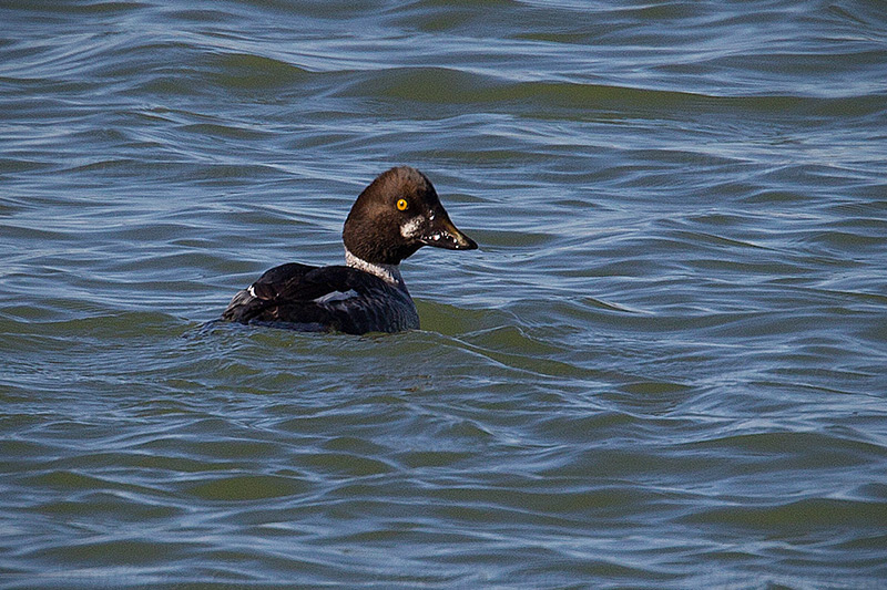 Common Goldeneye Photo @ Kiwifoto.com