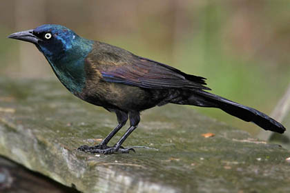 Common Grackle Photo @ Kiwifoto.com