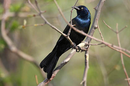Common Grackle Image @ Kiwifoto.com