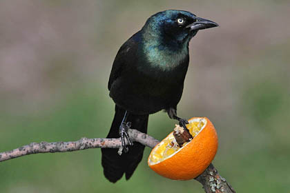 Common Grackle Image @ Kiwifoto.com
