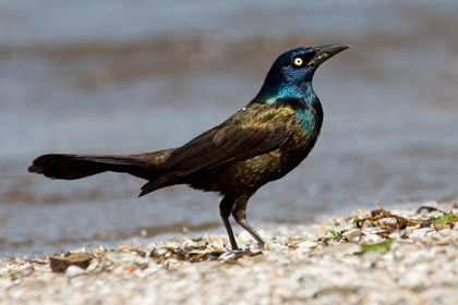 Common Grackle