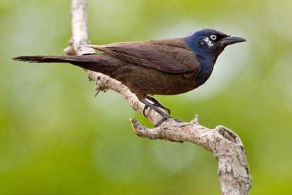 Common Grackle Picture @ Kiwifoto.com