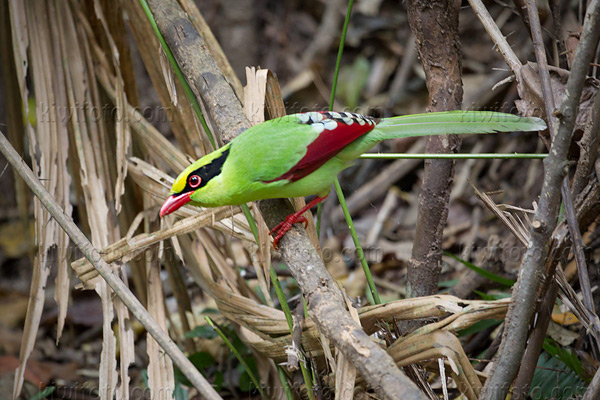 Common Green Magpie Photo @ Kiwifoto.com