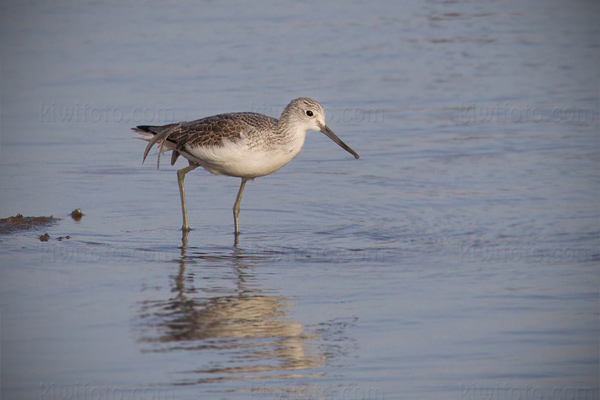 Common Greenshank Image @ Kiwifoto.com