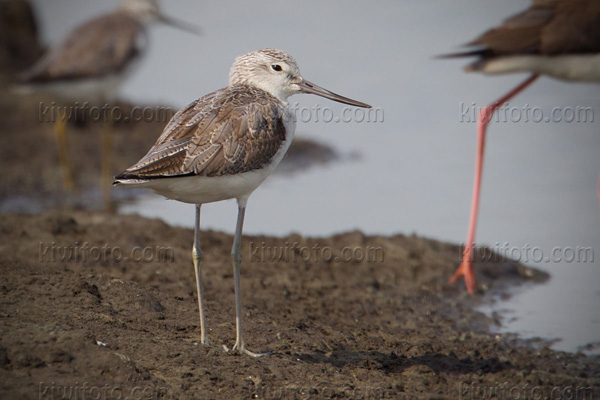 Common Greenshank Image @ Kiwifoto.com