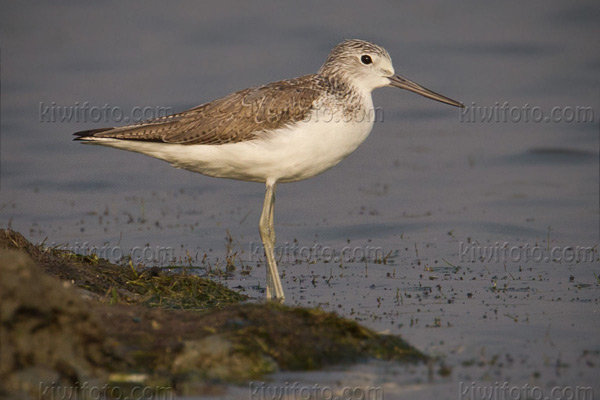 Common Greenshank