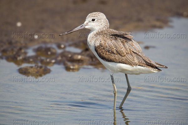 Common Greenshank Photo @ Kiwifoto.com